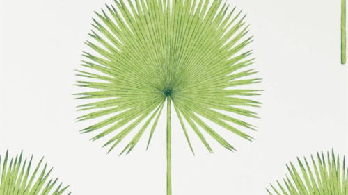 Fan Palm 216636
